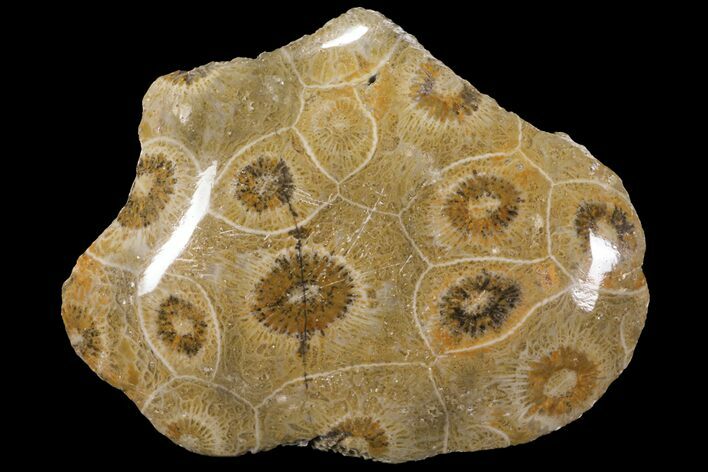 Polished Fossil Coral (Actinocyathus) - Morocco #100575